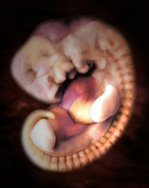 Sự phát triển của thai nhi tuần 8