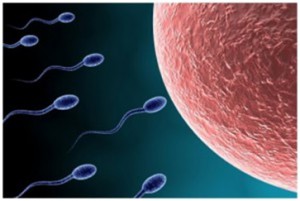 Quá trình thụ thai diễn ra như thế nào