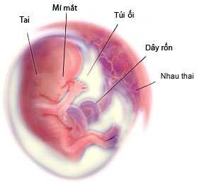 Sự phát triển của thai nhi tuần thứ 12